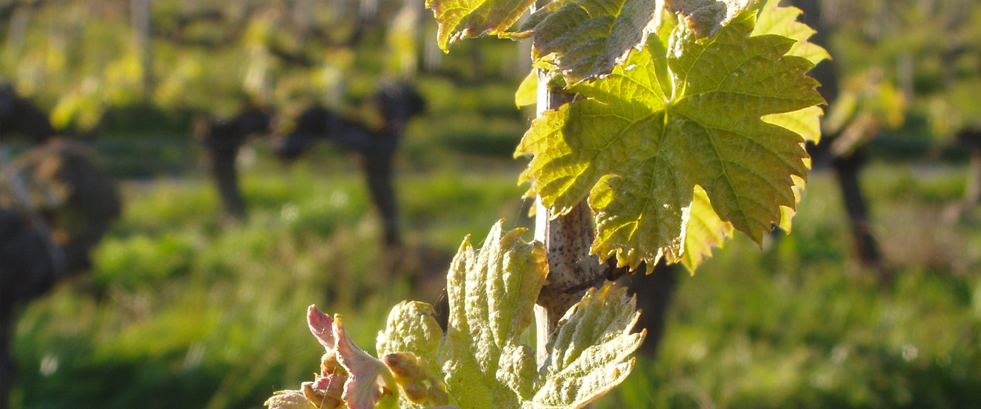 gros plan horizontal sur des feuilles de vigne Château L'Inclassable