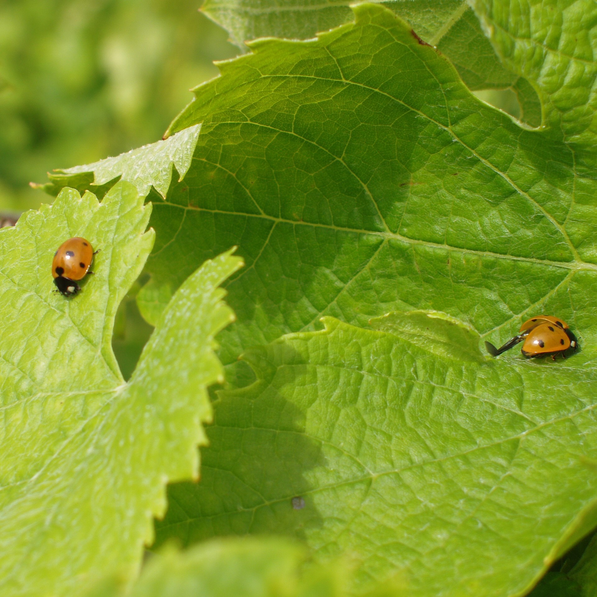 coccinelle biodiversité Château L'Inclassable